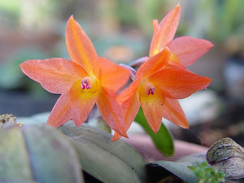 orchid009.jpg